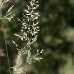 Calamagrostis varia Vrucht