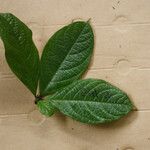 Cordia nodosa Blatt