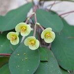 Euphorbia ambovombensis Flower