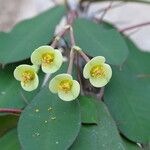 Euphorbia ambovombensis Flor