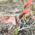 Castilleja integrifolia Листок