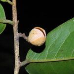 Uvaria obanensis Flor