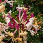 Lonicera periclymenum Blomst