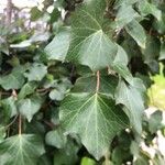 Hedera canariensis Hoja