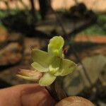 Polystachya bennettiana Flower