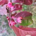 Euonymus grandiflorus Fruit