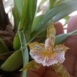 Aspasia variegata Цветок