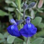 Salvia chamaedryoides Fleur
