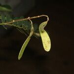 Machaerium biovulatum Fruit