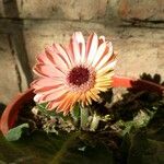 Gerbera viridifolia Flor