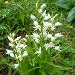 Cephalanthera longifolia Altul/Alta