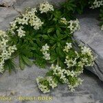 Galium pseudohelveticum 形態
