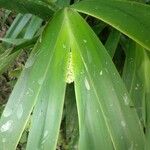 Xiphidium caeruleum Leaf