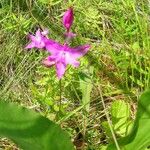 Calopogon tuberosus Blomma