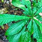 Petersianthus macrocarpus Leaf