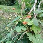 Jatropha podagrica Habit