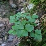 Cardamine trifolia Blad