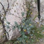 Senecio mohavensis Hábito