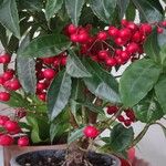 Ardisia crenata Ліст