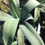 Agave guiengola Hoja