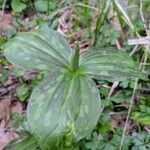 Trillium sessile 叶