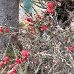 Cylindropuntia leptocaulis Virág