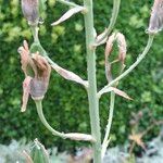 Ornithogalum candicans Corteza