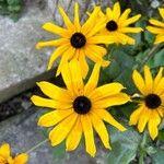 Rudbeckia fulgidaFlower