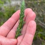 Myricaria germanica Leaf