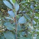 Salix myrsinifolia Облик