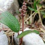 Salix reticulata Flor