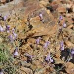 Linaria ricardoi Hábito
