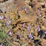 Linaria ricardoi