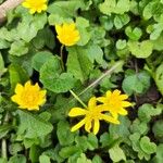 Ranunculus ficariaFlower