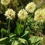 Allium victorialis पत्ता