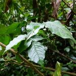 Bobgunnia fistuloides Hoja