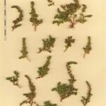 Crassula alata Otro