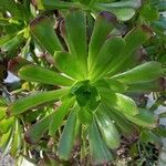 Aeonium arboreum葉