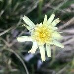 Scorzoneroides carpetana Virág