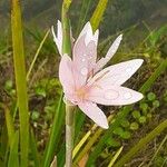 Hesperantha petitiana Квітка