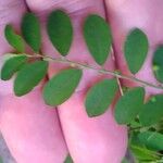 Phyllanthus tenellus Leaf