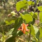Callianthe pauciflora Λουλούδι