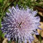 Knautia arvensis Λουλούδι