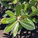 Pachypodium rosulatum Leaf