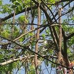 Cassia bakeriana Fruit