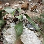 Welwitschia mirabilis Liść