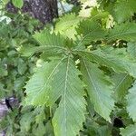 Quercus mongolica Blatt