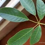 Tabebuia roseaFolla