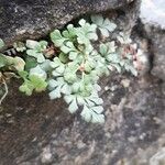 Asplenium ruta-muraria Leaf