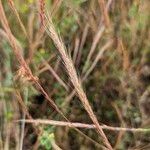 Festuca ambigua Fruit